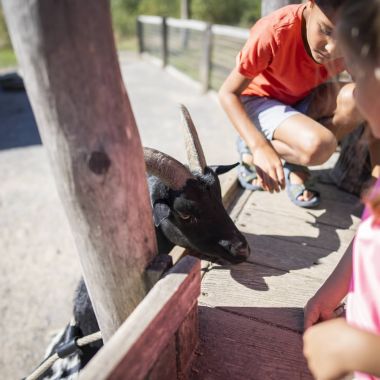Království lesa na Lipně