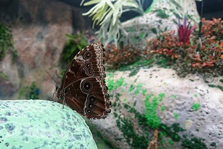 Papilonia - Motýlí dům Lipno