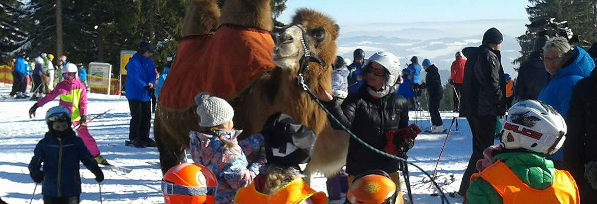 Velbloud na sněhu